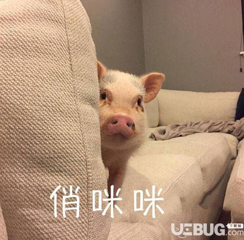 抖音小豬悄咪咪表情包我已經(jīng)是別人的小豬仔了套路分享