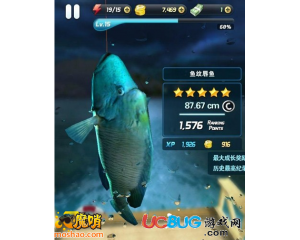 釣魚發(fā)燒友Boss魚紋唇魚怎么釣？