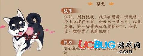 《陰陽(yáng)師手游》柴犬怎么養(yǎng)
