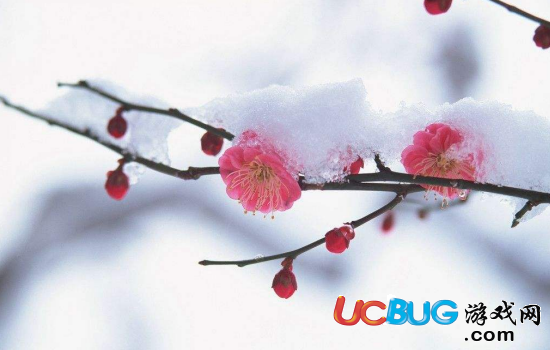 描寫跟雪有關(guān)的詩句都有哪些