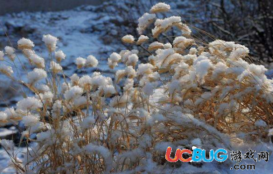 描寫跟雪有關(guān)的詩句都有哪些
