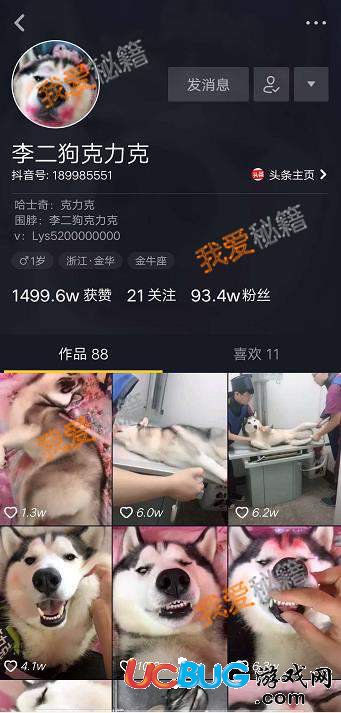 抖音一個喜歡睡覺的哈士奇是什么 抖音哈士奇ID是多少